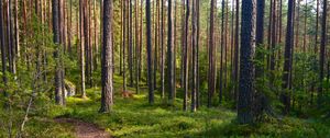 Preview wallpaper forest, trees, pines, path, nature