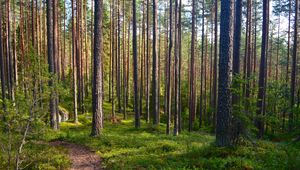 Preview wallpaper forest, trees, pines, path, nature