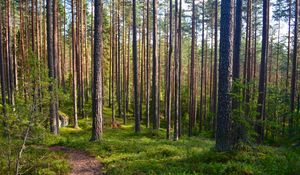 Preview wallpaper forest, trees, pines, path, nature