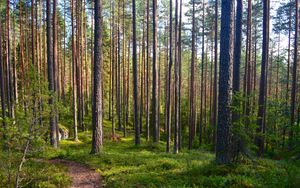 Preview wallpaper forest, trees, pines, path, nature