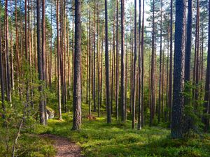 Preview wallpaper forest, trees, pines, path, nature