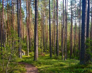 Preview wallpaper forest, trees, pines, path, nature