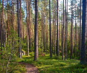 Preview wallpaper forest, trees, pines, path, nature