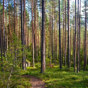 Preview wallpaper forest, trees, pines, path, nature