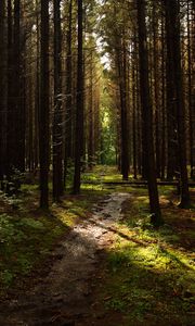 Preview wallpaper forest, trees, pines, path