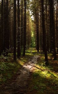 Preview wallpaper forest, trees, pines, path