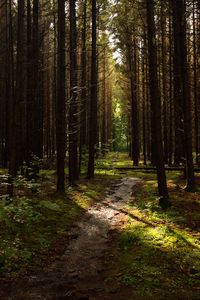 Preview wallpaper forest, trees, pines, path