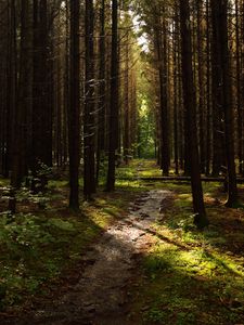 Preview wallpaper forest, trees, pines, path