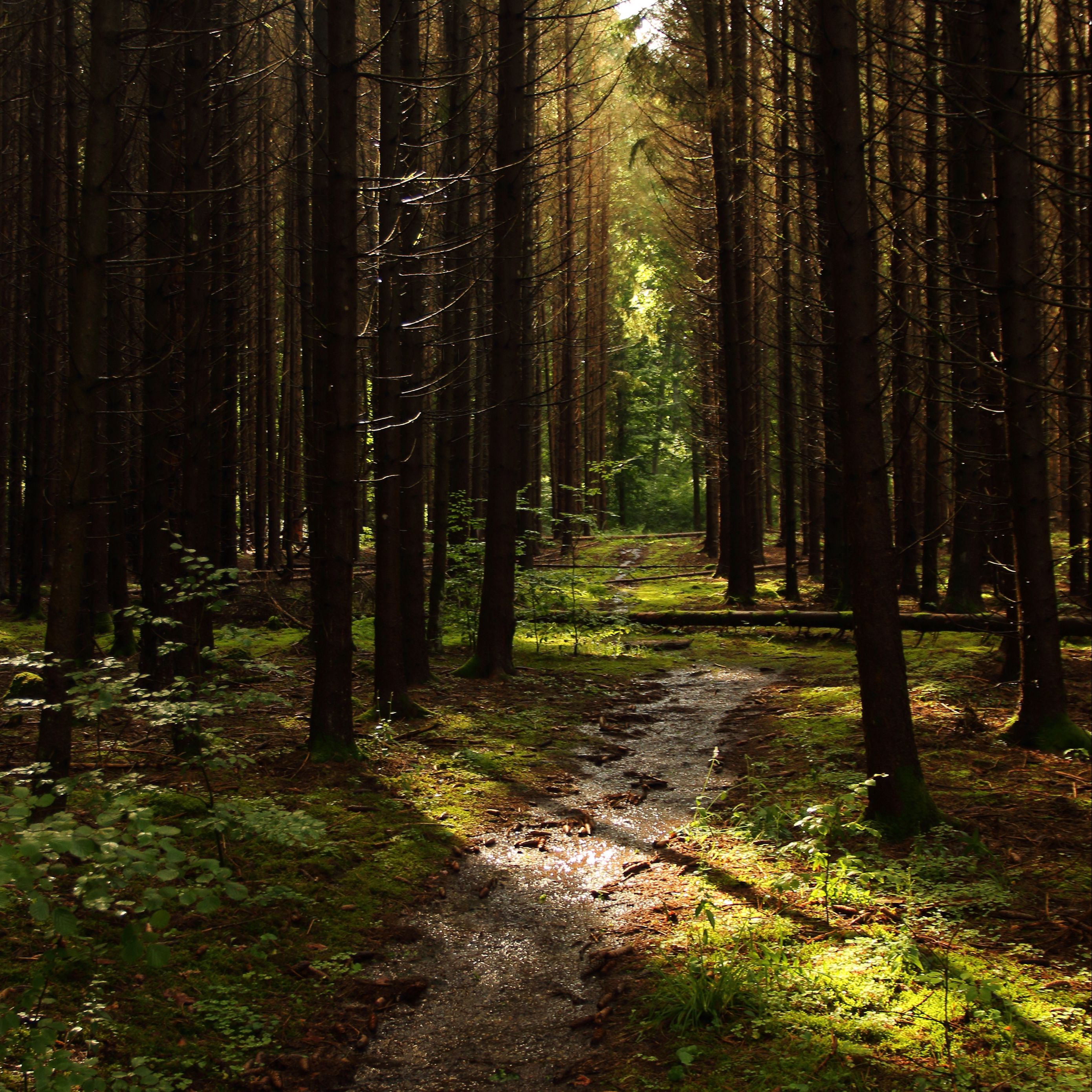 Download wallpaper 2780x2780 forest, trees, pines, path ipad air, ipad ...