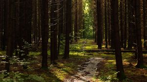 Preview wallpaper forest, trees, pines, path