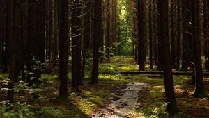 Preview wallpaper forest, trees, pines, path