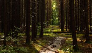 Preview wallpaper forest, trees, pines, path