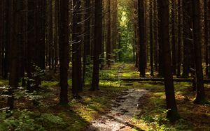 Preview wallpaper forest, trees, pines, path