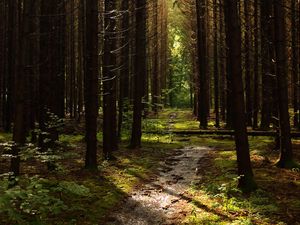 Preview wallpaper forest, trees, pines, path