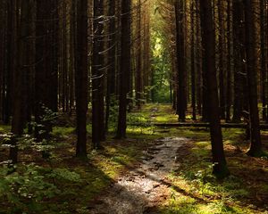 Preview wallpaper forest, trees, pines, path