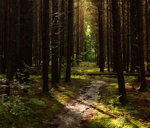 Preview wallpaper forest, trees, pines, path