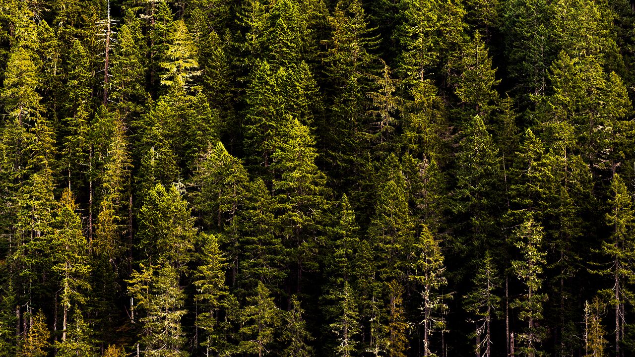 Wallpaper forest, trees, pines, coniferous, green, nature