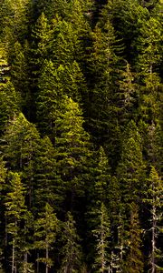 Preview wallpaper forest, trees, pines, coniferous, green, nature