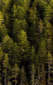 Preview wallpaper forest, trees, pines, coniferous, green, nature