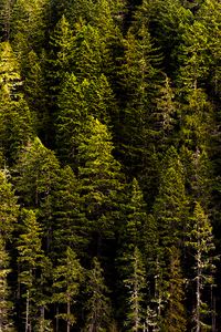 Preview wallpaper forest, trees, pines, coniferous, green, nature