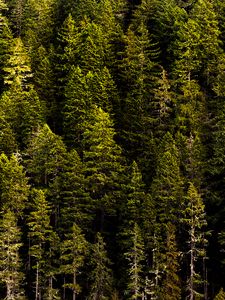 Preview wallpaper forest, trees, pines, coniferous, green, nature