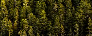 Preview wallpaper forest, trees, pines, coniferous, green, nature