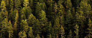 Preview wallpaper forest, trees, pines, coniferous, green, nature