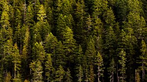 Preview wallpaper forest, trees, pines, coniferous, green, nature