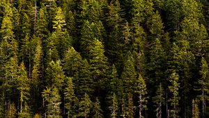 Preview wallpaper forest, trees, pines, coniferous, green, nature