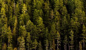 Preview wallpaper forest, trees, pines, coniferous, green, nature