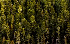 Preview wallpaper forest, trees, pines, coniferous, green, nature