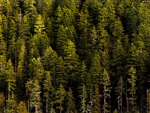 Preview wallpaper forest, trees, pines, coniferous, green, nature