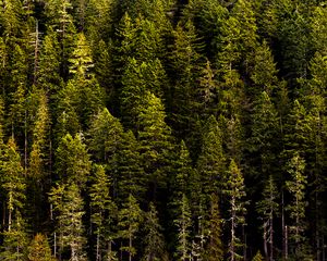 Preview wallpaper forest, trees, pines, coniferous, green, nature