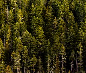 Preview wallpaper forest, trees, pines, coniferous, green, nature