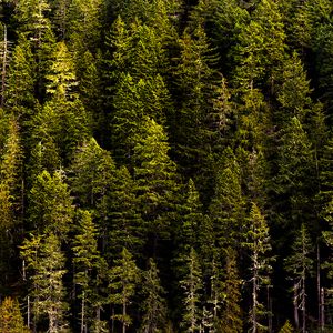 Preview wallpaper forest, trees, pines, coniferous, green, nature