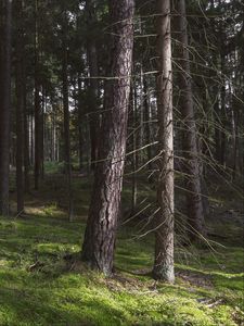 Preview wallpaper forest, trees, pines, nature, summer