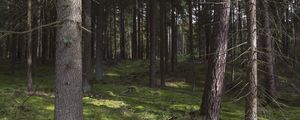 Preview wallpaper forest, trees, pines, nature, summer