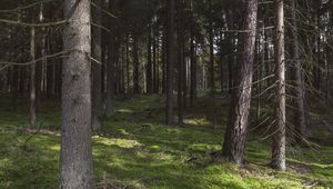 Preview wallpaper forest, trees, pines, nature, summer