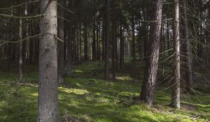 Preview wallpaper forest, trees, pines, nature, summer