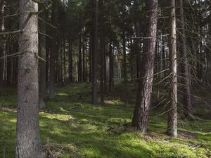 Preview wallpaper forest, trees, pines, nature, summer