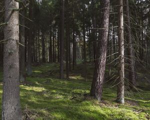 Preview wallpaper forest, trees, pines, nature, summer