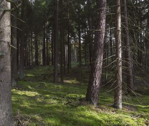 Preview wallpaper forest, trees, pines, nature, summer