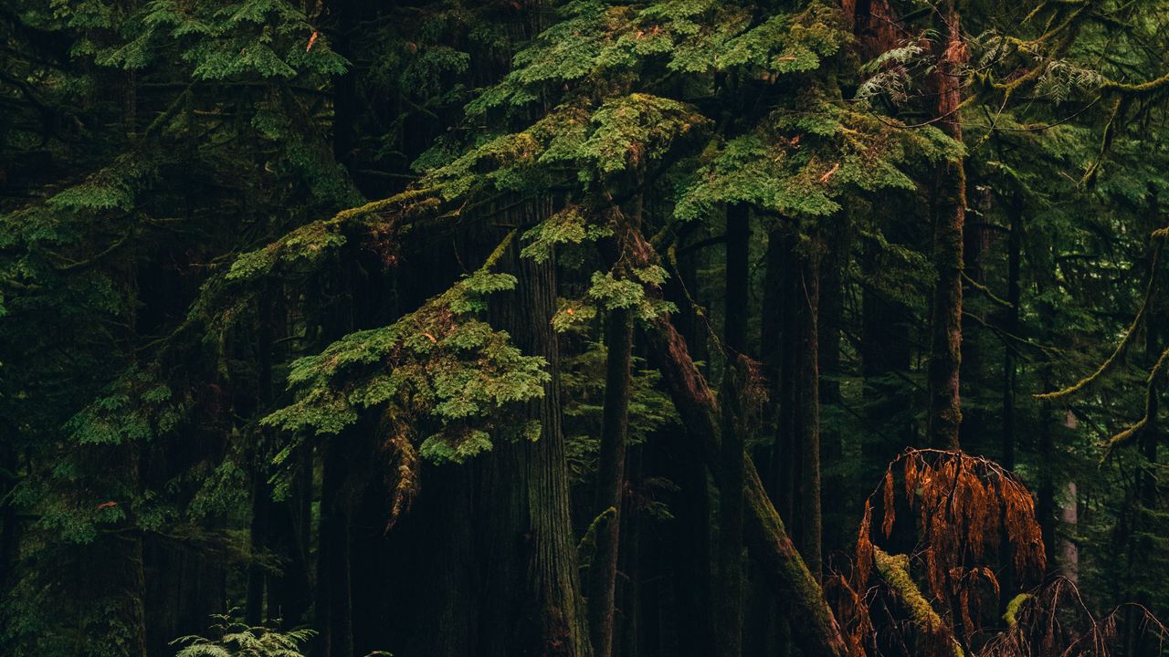 Wallpaper forest, trees, plants, nature