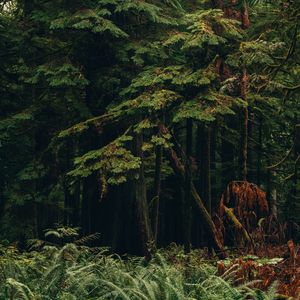 Preview wallpaper forest, trees, plants, nature