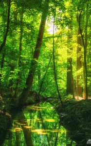 Preview wallpaper forest, trees, pond, landscape, nature, light, reflection