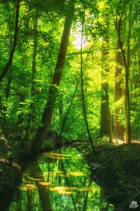 Preview wallpaper forest, trees, pond, landscape, nature, light, reflection