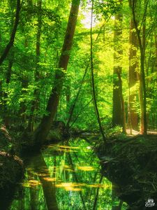 Preview wallpaper forest, trees, pond, landscape, nature, light, reflection