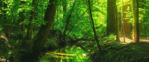 Preview wallpaper forest, trees, pond, landscape, nature, light, reflection