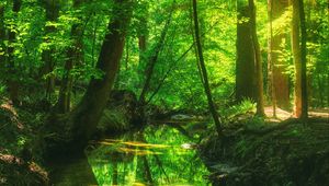 Preview wallpaper forest, trees, pond, landscape, nature, light, reflection
