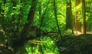 Preview wallpaper forest, trees, pond, landscape, nature, light, reflection